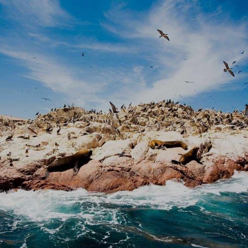 Islas Ballestas (1)